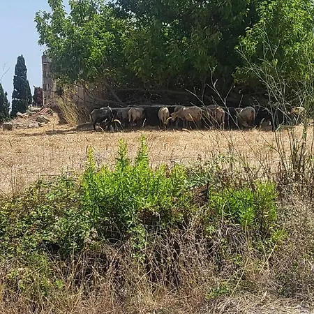 Malki's House In Livadi * Kondoyenadha
